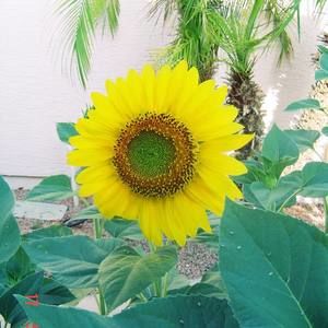 Meet your Posher, Paula graciela